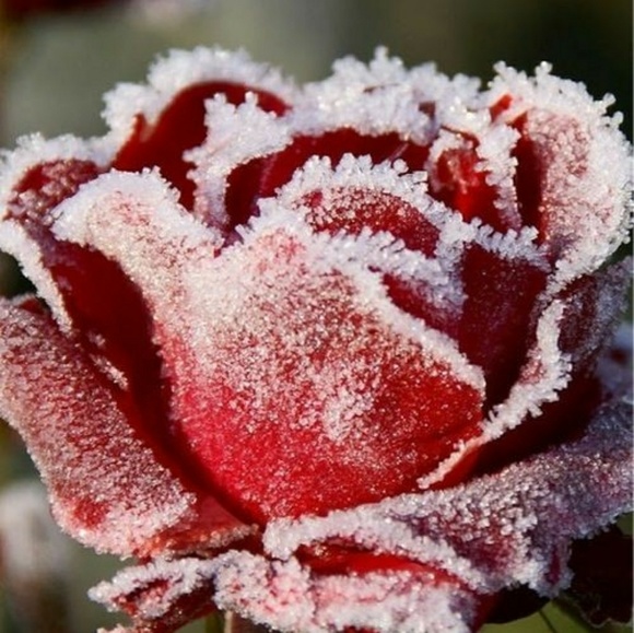 Samuel Dong✔Womans Jacket**TODAY OFFER ME 50% LESS ON ANY SIZE BUNDLED LIKES - Picture 2 of 8